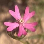 Silene muscipula 花