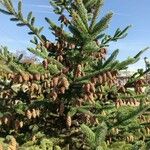 Picea abies List