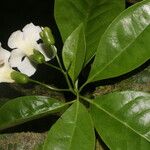 Bourreria costaricensis 花