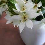 Ornithogalum thyrsoides Virág