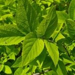 Celtis tenuifolia Blatt