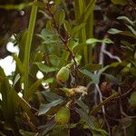 Ficus pumila Fruit