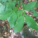 Melicoccus bijugatus Leaf