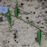 Commelina ensifolia 整株植物