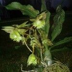 Catasetum fimbriatum Flower