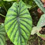 Alocasia clypeolata Fruto