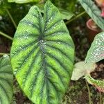 Alocasia clypeolata