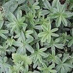 Alchemilla alpigena Blatt