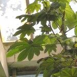 Cecropia schreberiana Hoja