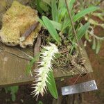 Bulbophyllum schimperianum Flor