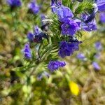 Echium sabulicolaFlor