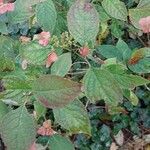 Hydrangea serrata Ліст