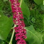 Phytolacca acinosaЦветок