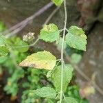 Scutellaria lateriflora Leaf