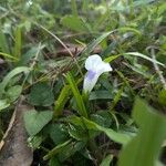 Mazus pumilus Flower