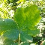 Ranunculus velutinus Leaf