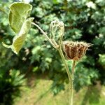 Abutilon theophrasti چھال