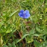 Phacelia parryi Kvet