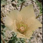 Mentzelia involucrata Flower