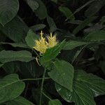 Schaueria calytricha Alkat (teljes növény)