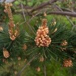 Pinus sylvestris Frugt