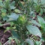 Blechum pyramidatum Leaf