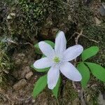Anemone trifolia Kvet
