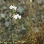 Dianthus arrostoi Flower