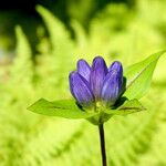 Gentiana clausa Blomma