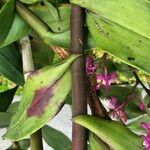 Epidendrum porphyreum Lubje