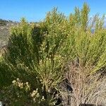 Baccharis sarothroides Hábito