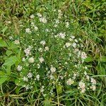 Symphyotrichum ericoidesFlower