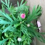 Argyranthemum frutescens List