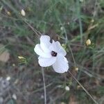 Linum suffruticosum Fleur