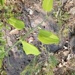 Smilax herbacea ഇല