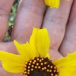 Encelia californica Fleur