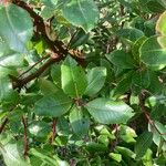 Catha edulis Φύλλο