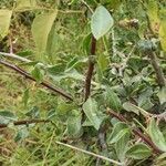 Commiphora madagascariensis Leaf