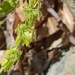 Cruciata pedemontana Kvet