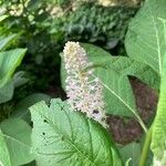 Phytolacca esculenta Квітка