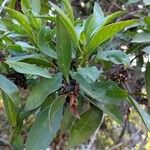 Myoporum laetumList