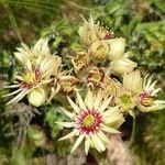 Sempervivum grandiflorum പുഷ്പം