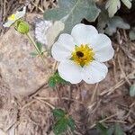 Drymocallis rupestris Квітка