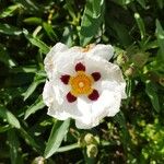 Cistus ladanifer Bloem