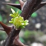 Zanthoxylum piperitum Leaf