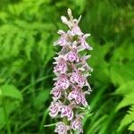 Dactylorhiza fuchsii Virág