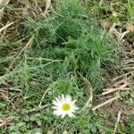 Tripleurospermum inodorum Habitat