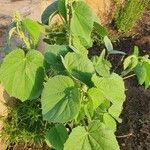 Abutilon mauritianum Levél