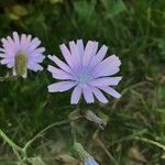 Lactuca macrophylla Flor