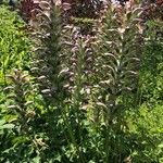 Acanthus hungaricus आदत